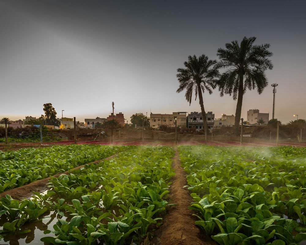 Challenges to Food Security in Bahrain