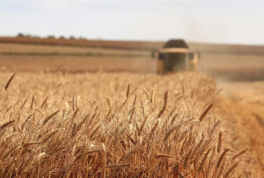 دور البحث والتطوير في تفعيل استراتيجية الأمن الغذائي بمملكة البحرين