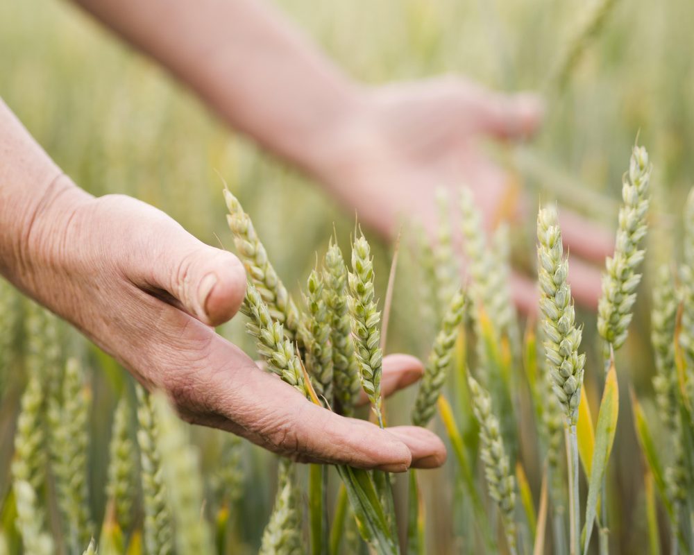 Food Security in Ancient Civilizations: Lessons in Survival and Sustainability