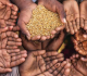 Scientific Initiative to Address Food Security Threats 2