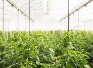 thumbnail_Home Ghitha