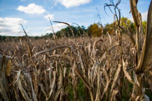 The Iranian War and Global Fertilizer Market: A Medium-Term Analysis